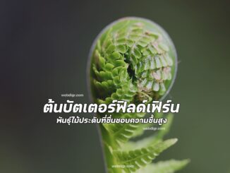ต้นบัตเตอร์ฟิลด์เฟิร์น