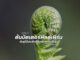 ต้นบัตเตอร์ฟิลด์เฟิร์น