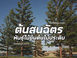 ต้นสนฉัตร