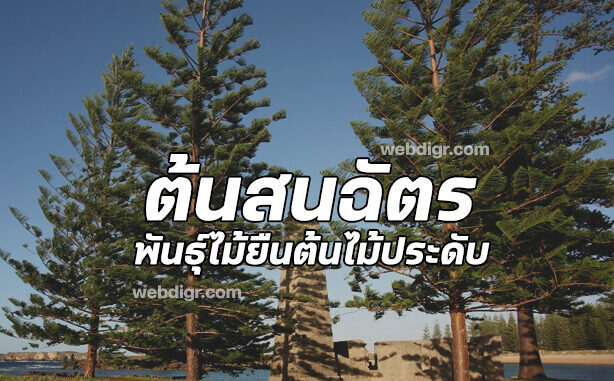 ต้นสนฉัตร