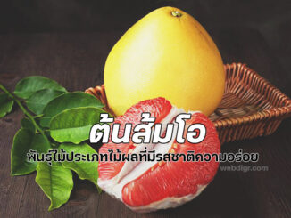 ส้มโอ