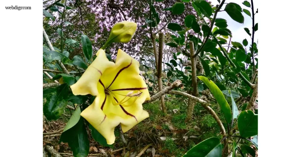 Golden Chalice Vine หรือทองศรี เป็นพืชดอกงามที่มีถิ่นกำเนิดในเขตร้อนของทวีปอเมริกาใต้ จุดเด่นของทองศรีอยู่ที่ดอกขนาดใหญ่ รูปทรง
