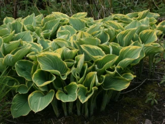Hosta Sagae