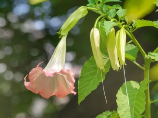Angel Trumpet