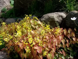 Perralchicum