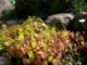Perralchicum