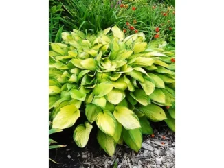 โฮสตา Hosta Gold