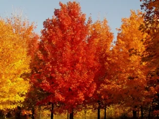 Trees with the Best Fall