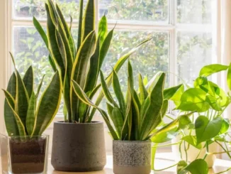 Sansevieria