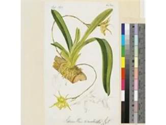 acranthus