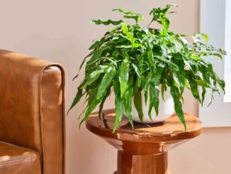 Kangaroo Paw Fern