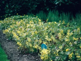 Perralchicum