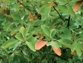 Lauraceae
