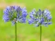 ดอก Agapanthus