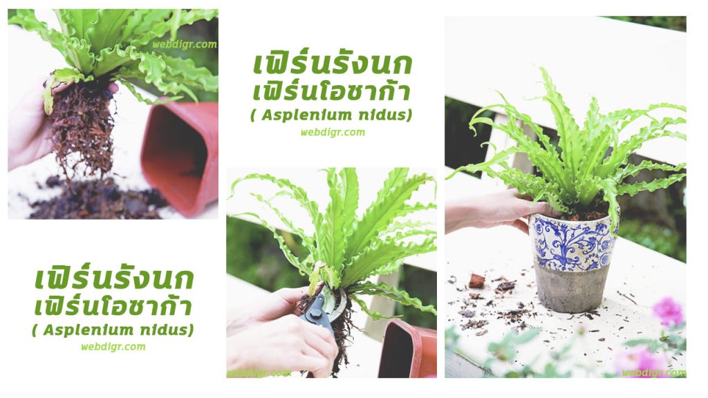 เฟิร์นรังนก