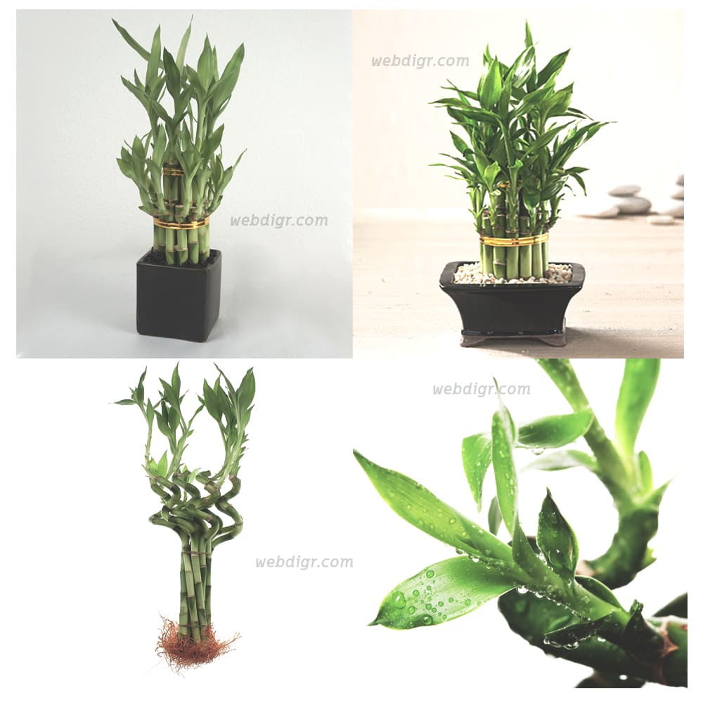 Lucky Bamboo