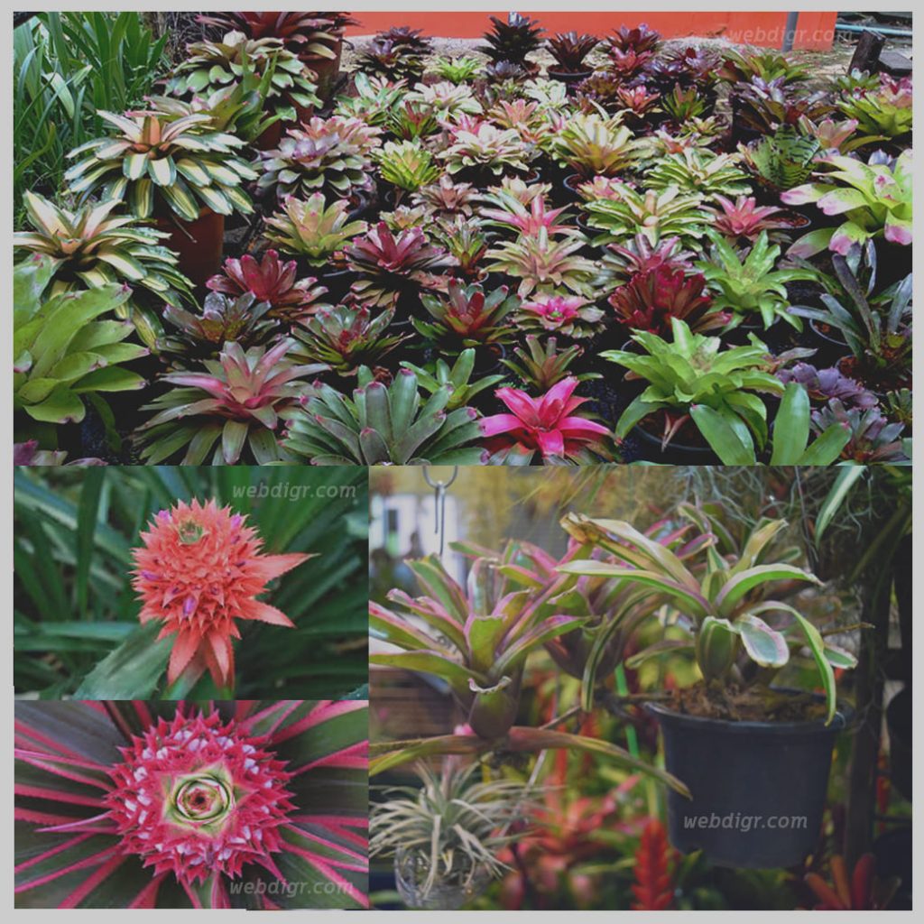 ต้นสับปะรดสี