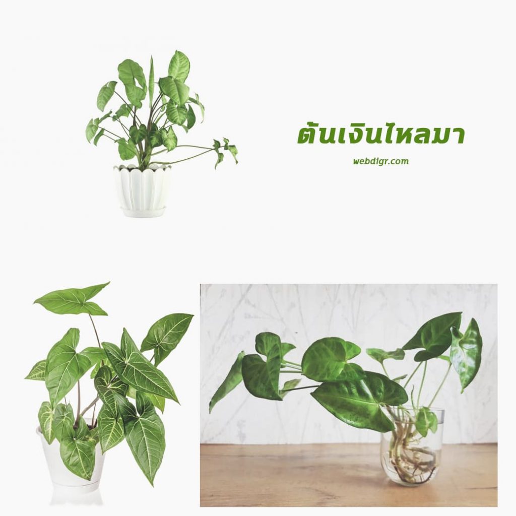 ต้นเงินไหลมา