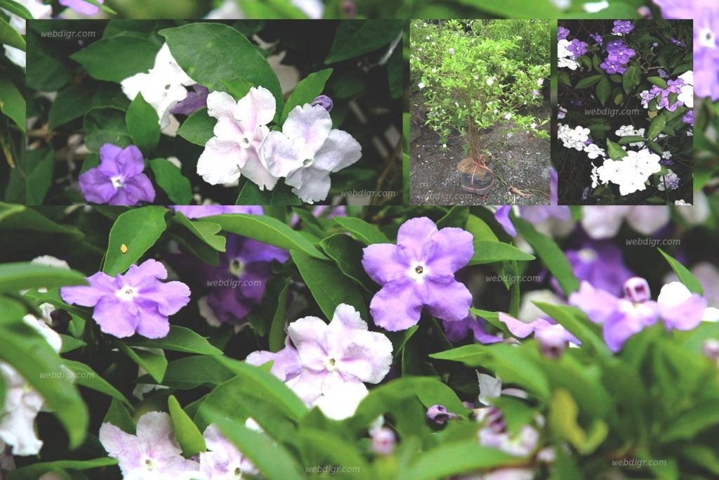 ต้นพุดสามสี