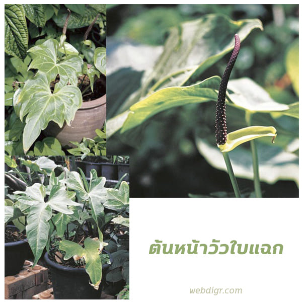ต้นหน้าวัวใบแฉก