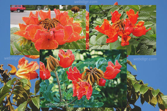 ต้นแคแสดหรือต้นยามแดง - ต้นแคแสด หรือต้นยามแดง พันธุ์ไม้ประดับที่สามารถออกดอกได้สีสันสดใส