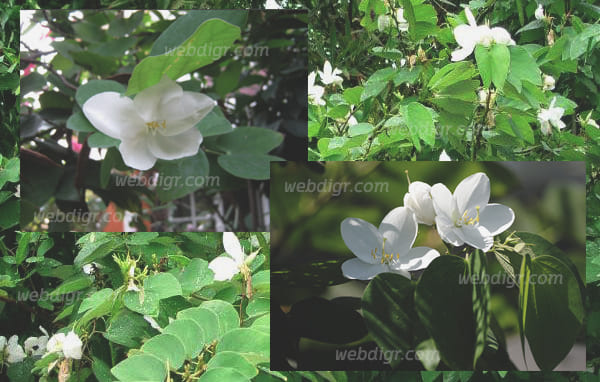 ต้นกาหลง3 - ต้นกาหลง พันธุ์ไม้ดอกสีขาวบริสุทธิ์ สวยงาม สามารถให้ดอกได้ตลอดทั้งปี