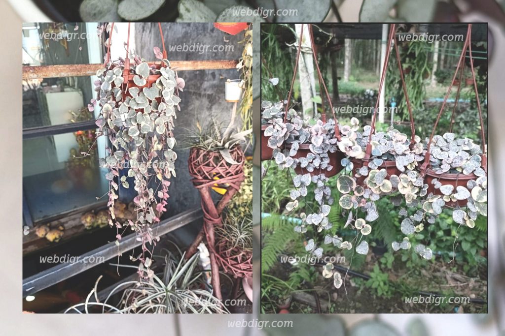 ต้นสายป่านดวงใจ