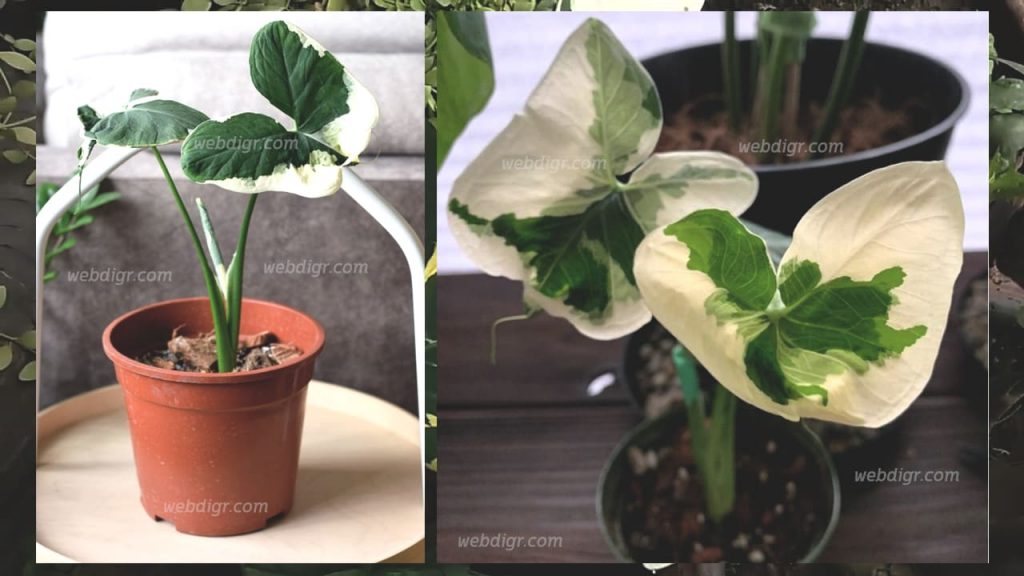 ต้นว่านถุงเงินถุงทอง