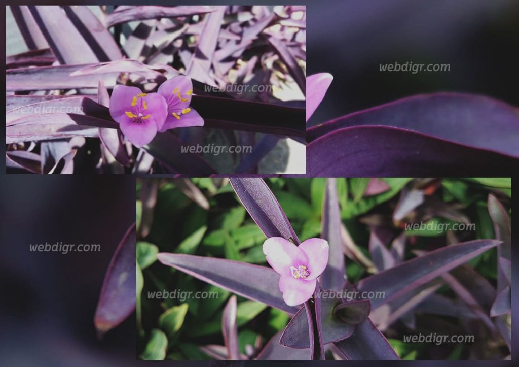 ต้นหัวใจสีม่วง