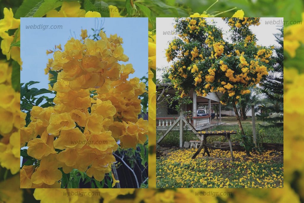 ต้นทองอุไร4 1024x683 - ต้นทองอุไร พันธุ์ไม้ดอกไม้ประดับที่มีความสวยงาม พรรณไม้ที่ทนต่อความร้อน