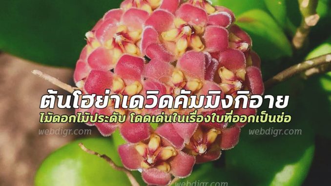 ต้นโฮย่าเดวิดคัมมิงกิอาย