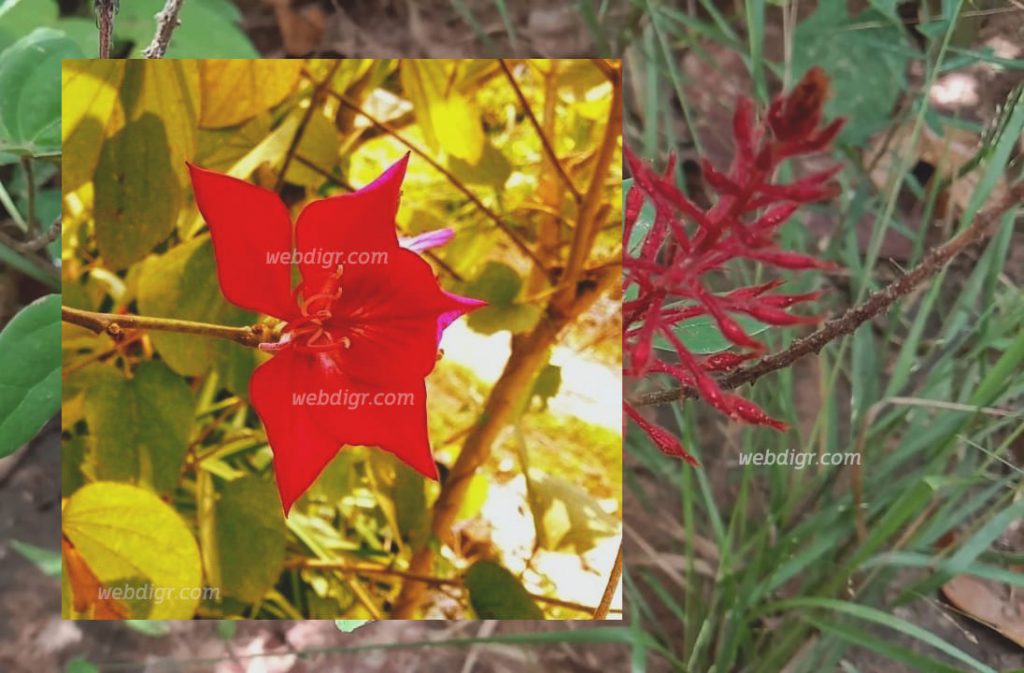 ต้นเสี้ยวเครือดอกแดงหรือต้นชงโคดอกแดง2 1024x673 - ต้นเสี้ยวเครือดอกแดง ต้นชงโคดอกแดง พันธุ์ไม้โดดเด่นในเรื่องความสวยงาม