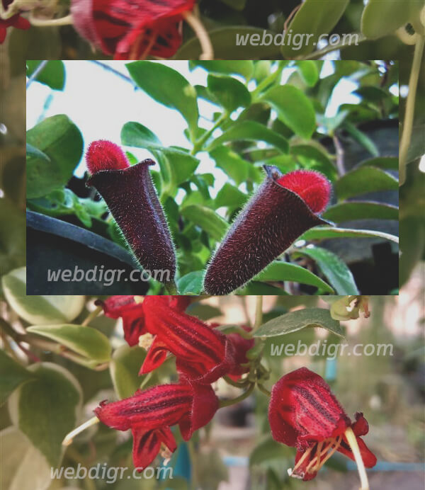 ต้นลิปสติกแดง1 - ต้นลิปสติกแดง พันธุ์ไม้เลื้อยอิงอาศัยที่มีดอกที่สวยงามโดดเด่น