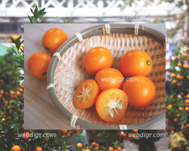ต้นส้มจิ๋ว - ต้นส้มจิ๋ว ส้มที่มีลูกออกมาแล้วลูกเล็กกว่าลูกมะนาว
