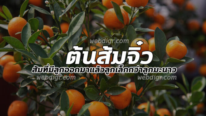 ต้นส้มจิ๋ว
