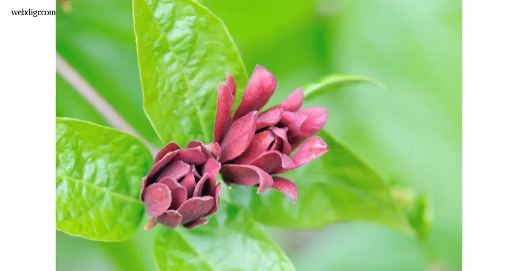พืชที่มีชื่อวิทยาศาสตร์ว่า Calycanthus floridus เป็นไม้พุ่มที่มีถิ่นกำเนิดในทวีปอเมริกาเหนือ โดยเฉพาะบริเวณตะวันออกของสหรัฐอเมริกา