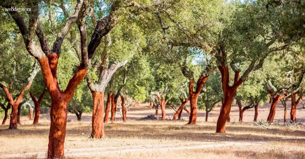 ไม้ก๊อกโอ๊ก หรือ Cork Oak เป็นต้นไม้ที่มีชื่อเสียงในด้านการให้เปลือกไม้ที่สามารถนำมาแปรรูปเป็นผลิตภัณฑ์ได้ เปลือกของมันมีคุณสมบัติพิเศษ