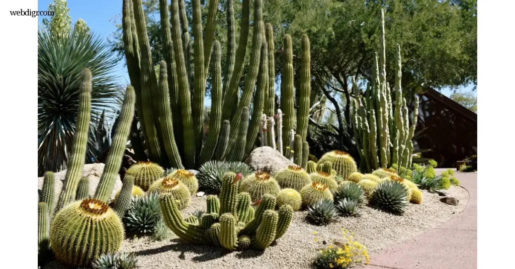 Desert Garden สวนทะเลทราย เป็นแนวคิดที่ผสมผสานระหว่างความงามทางธรรมชาติและการปรับตัวของพืชในสภาพแวดล้อมที่โหดร้าย พืชที่ถูก
