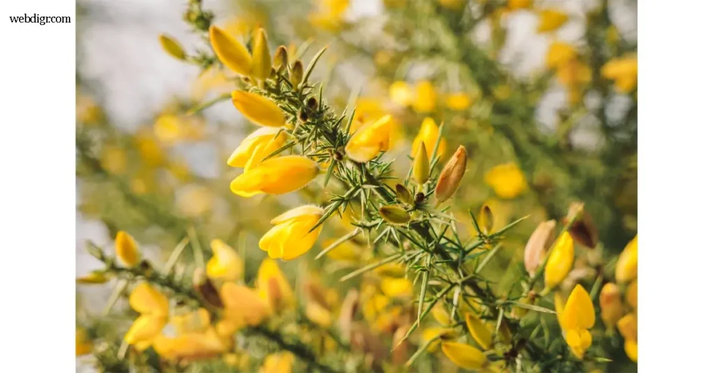 Gorse โกร์ส พุ่มไม้สีทองแห่งทุ่งลมหนาว คือพืชพุ่มหนามที่มักพบในภูมิประเทศแบบทุ่งหญ้าลมแรงของยุโรปตะวันตก โดยเฉพาะในสหราชอาณาจักร