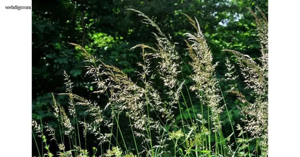 Tall Oat Grass หญ้าโอ๊ตสูง เริ่มกลายเป็นประเด็นสนใจของเกษตรกรและนักอนุรักษ์สิ่งแวดล้อมทั่วโลก เนื่องจากเป็นพันธุ์หญ้าที่เติบโตได้อย่างรวดเร็ว