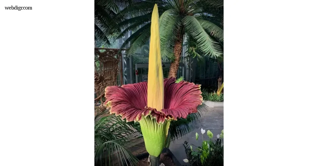 Titan Arum ดอกบัวผุดยักษ์ สวนพฤกษศาสตร์ชื่อดังในต่างประเทศสร้างความฮือฮาหลังประกาศว่า “ดอกบัวผุดยักษ์” กำลังเบ่งบานเต็มที่ ซึ่งถือ