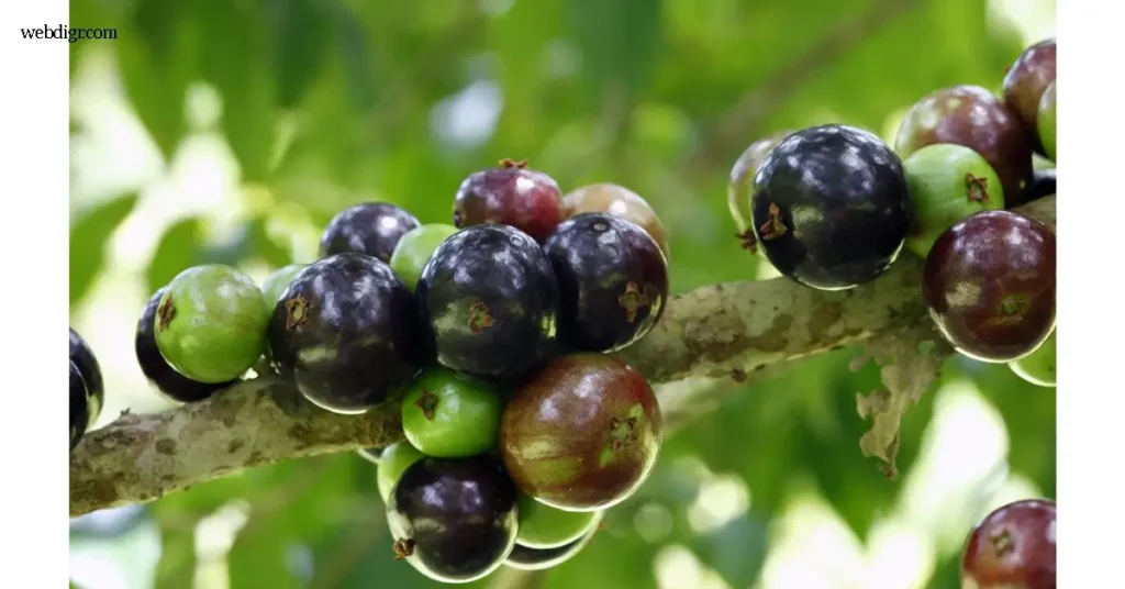 ต้นองุ่นบราซิล เป็นไม้ผลพื้นเมืองของประเทศบราซิลที่มีเอกลักษณ์โดดเด่นจนได้รับความสนใจจากทั่วโลก ความพิเศษของต้นไม้นี้คือการออกผล