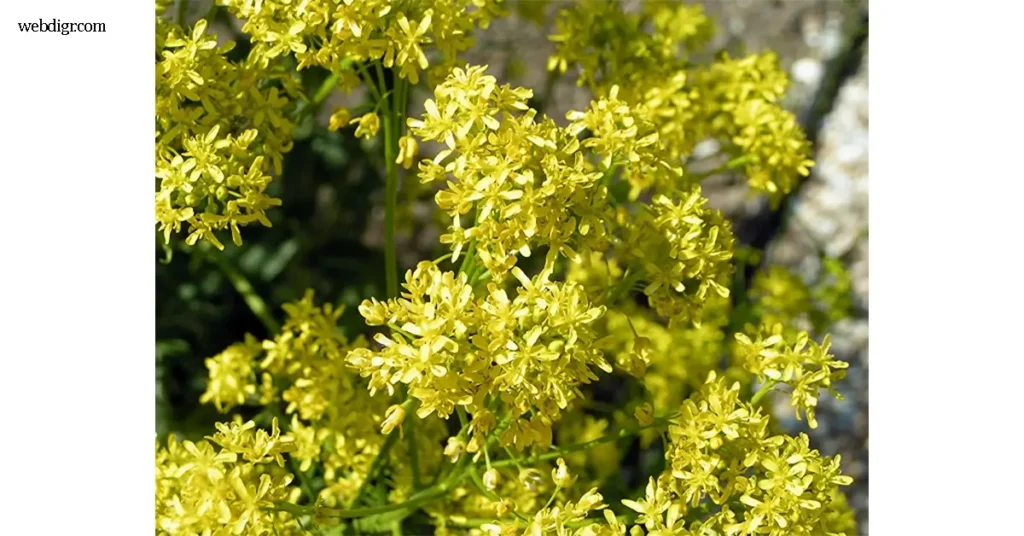 พืชสมุนไพรและสีย้อมธรรมชาติ วู้ด (Woad) เป็นพืชล้มลุกที่มีชื่อวิทยาศาสตร์ว่า Isatis tinctoria ซึ่งเป็นพืชที่อยู่ในวงศ์กะหล่ำลักษณะโดยทั่ว