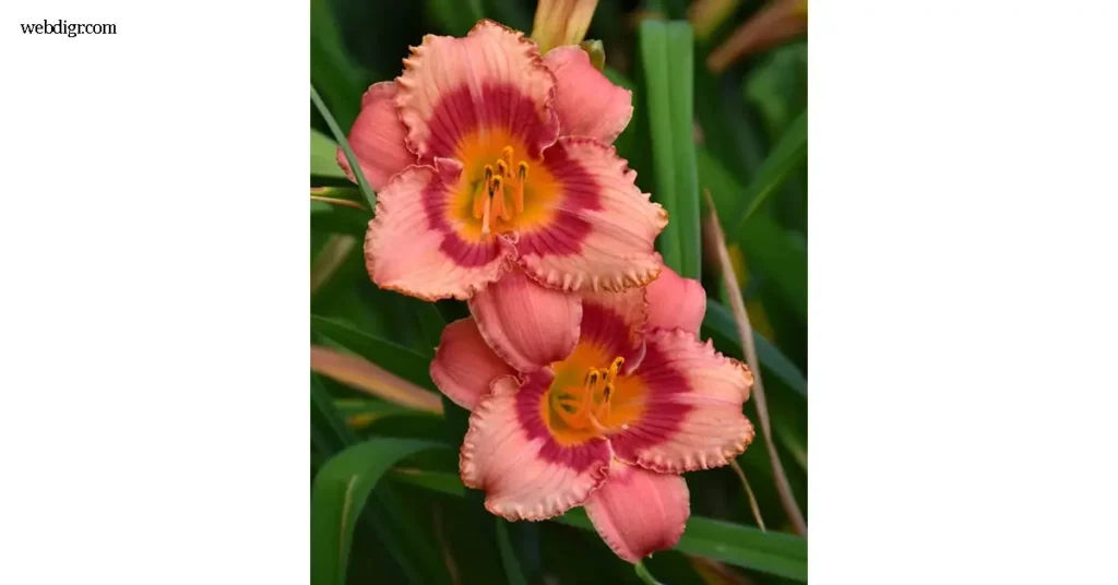 Daylily Strawberry Candy สีหวานสะดุดตา เป็นสายพันธุ์ที่คนรักไม้ดอกให้ความสนใจมากในช่วงไม่กี่ปีที่ผ่านมา ด้วยสีอมพีชตัดด้วยขอบสีเข้ม