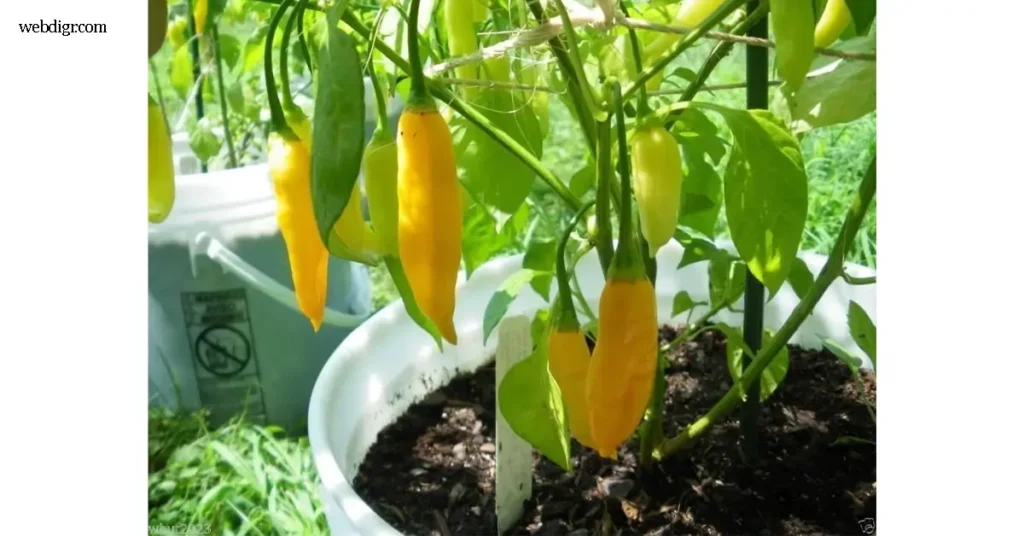 Hot Pepper Lemon Drop พริกร้อนเลมอนดรอป เป็นพืชตระกูลเดียวกับพริกทั่วไป แต่มีเอกลักษณ์เฉพาะตัวทั้งในด้านสี กลิ่น และรสชาติ ผลของ