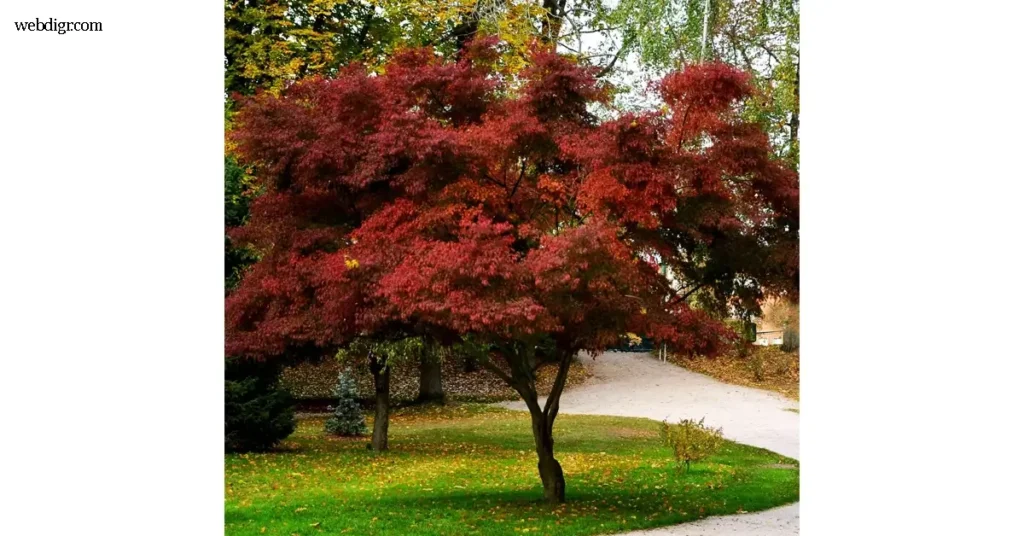 Japanese Maple Bloodgood เมเปิลญี่ปุ่นสายพันธุ์ Bloodgood กำลังกลายเป็นไม้ประดับยอดฮิตในหลายประเทศที่มีภูมิอากาศเย็นถึงอบอุ่น