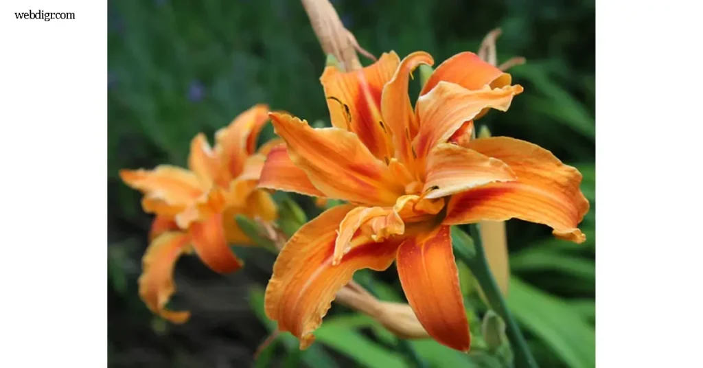 Kwanso ดอกควานโซ หรือที่บางคนเรียกว่า Daylily สายพันธุ์นี้กำลังกลายเป็นดาวเด่นของวงการไม้ประดับทั่วโลก แม้รูปลักษณ์ดูคล้ายลิลลี่ทั่วไป