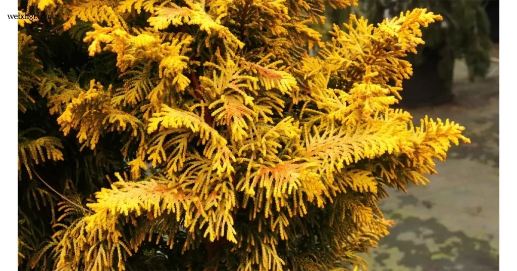 Tetragona Aurea ต้นไม้ทองแห่งความงามและความแปลกตา กลายเป็นที่พูดถึงในวงการพืชประดับทั่วโลก ด้วยรูปลักษณ์ที่โดดเด่นและสี