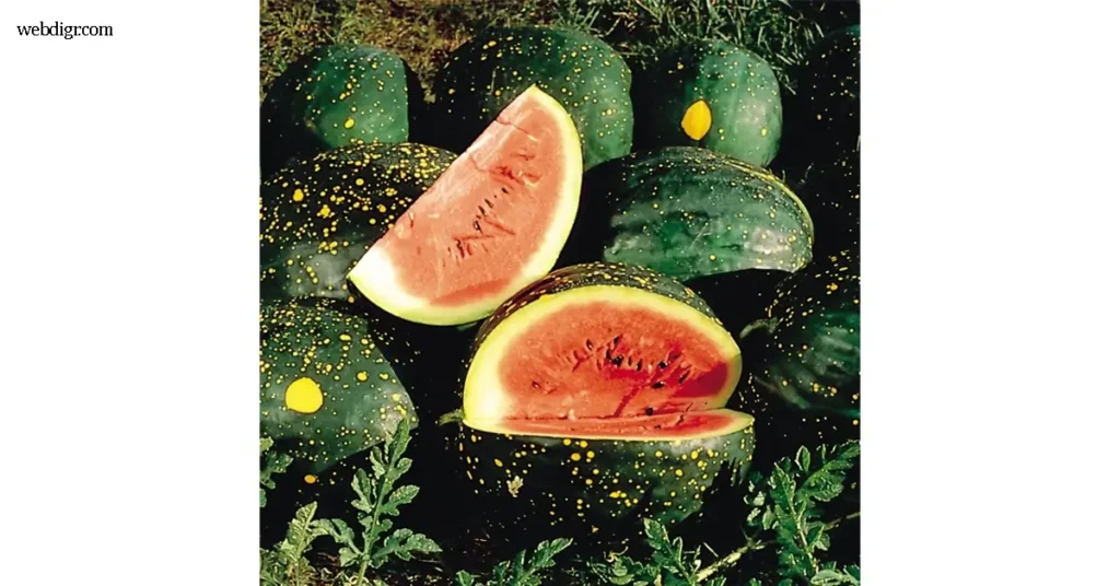 Watermelon Moon and Stars เป็นหนึ่งในสายพันธุ์ผลไม้ที่โดดเด่นที่สุดในโลก ด้วยรูปลักษณ์ภายนอกที่งดงามไม่เหมือนใคร เปลือกสี