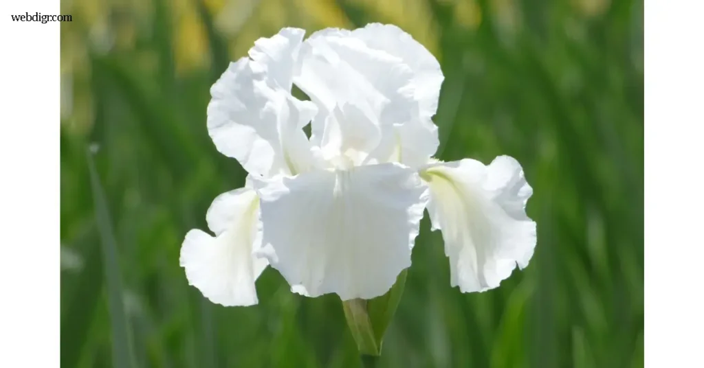 Tall Bearded Iris Immortality ถือเป็นหนึ่งในสายพันธุ์ที่ได้รับความนิยมสูงในหมู่คนรักไม้ดอกทั่วโลก ด้วยความสง่างามของกลีบดอกสีขาว